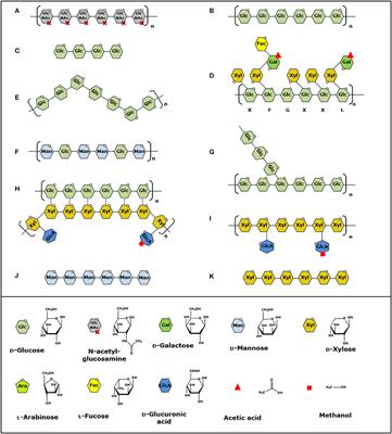 Distinct Substrate Specificities and Electron-Donating Systems of Fungal Lytic Polysaccharide Monooxygenases